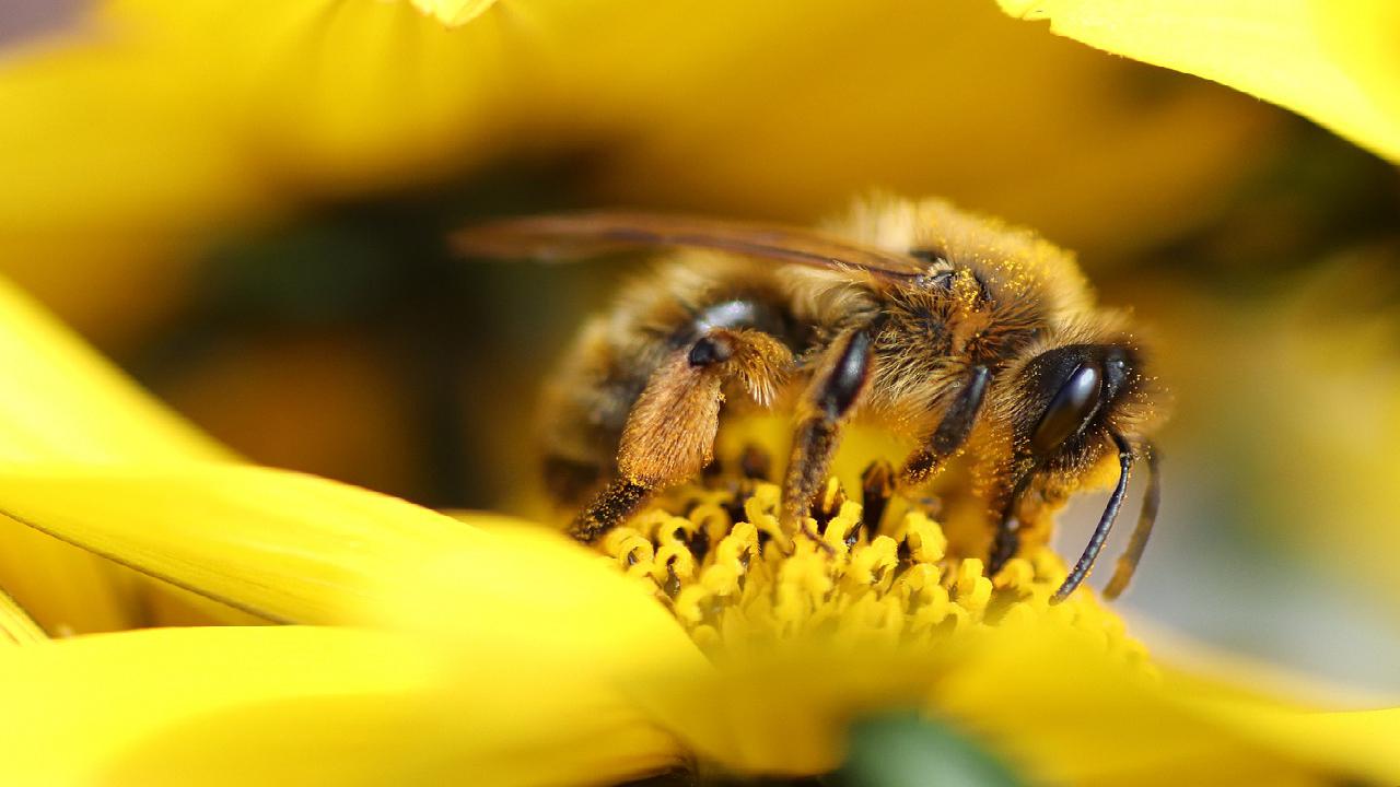 pszczoła Buckfast historia